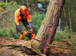 Best Tree Health Inspection  in Constantine, MI